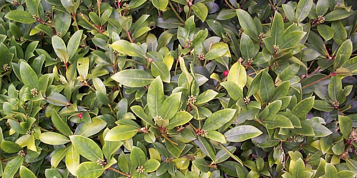 Best Online Casino in Australia